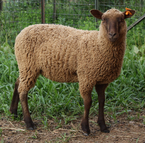 Septima's Fleece - Moorit - Sheared - 2023