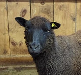 Audie's Fleece Black Sheared 2026