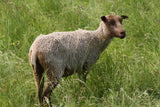 Barbarina's Fleece - Fawn Katmoget - Sheared - 2023