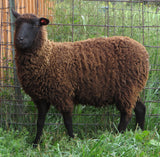 Baxter's Fleece Black Rooed 2025