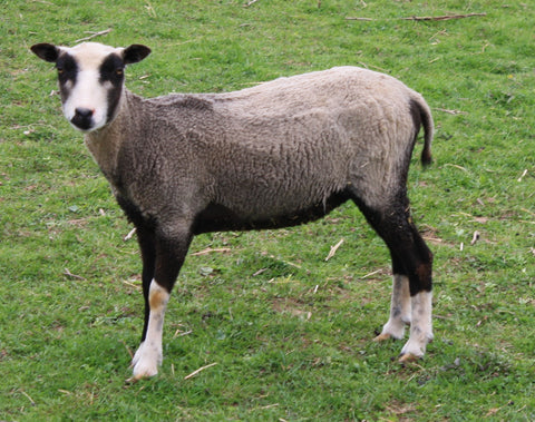 Bianca's Fleece - Grey - Sheared - 2023