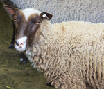 Chickadee's Moorit Rooed 2025