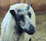 CioCio's Fleece Grey Sheared 2026