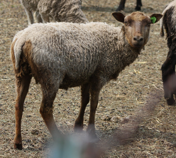 Dido's Fleece - Fawn Katmoget - Roo'd - 2023 – Whispering Pines Farm