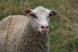 Dove's Fleece White Rooed 2025