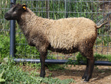 Carrie's Fleece - Grey Katmoget - Sheared - 2023