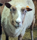 Tye's Fleece Fawn Sheared 2026