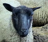 Adelina's Fleece Grey Rooed