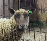 Apple Streudel's Fleece Moorit Rooed