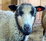 Blackburn's Fleece Grey Sheared 2026