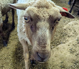 Fanny's Fleece Fawn Sheared 2026