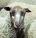 Wren's Fleece Fawn Rooed