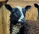 Tiffin's Fleece Black Rooed