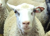 Dove's Fleece White Rooed