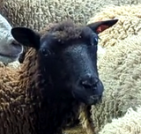 Baxter's Fleece Black Rooed