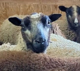 Chelsea's Fleece Grey Sheared