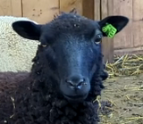 Black Forest's Fleece Black Rooed