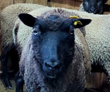 Lokola's Fleece Black Sheared