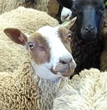 Gingerbread's Fleece Moorit Rooed