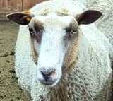 Alice Paul's Fleece Fawn Sheared
