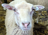 Puffin's Fleece White Rooed