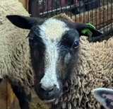 Cookie's Fleece Grey Rooed