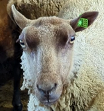 Delilah's Fleece Fawn Rooed