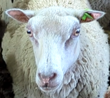 Lucia's Fleece White Rooed