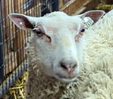 Sparrow's Fleece White Rooed