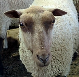 Zerlina's Fleece Fawn Rooed