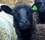 Macaroon's Fleece Black Rooed