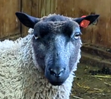 Gertrude's Fleece Grey Rooed