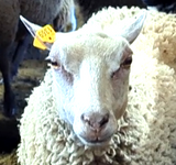 Belva's Fleece White Rooed