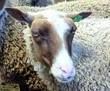 Belinda's Fleece Spotted Moorit Rooed
