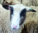 Tiramisu's Fleece Grey Rooed