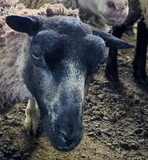 Mrs. Hughes' Fleece Grey Rooed
