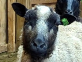 Isolde's Fleece Grey Sheared