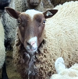 Chickadee's Fleece Moorit Rooed