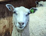 Shortcake's Fleece White Sheared