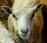 Cream Puff's Fleece White Rooed