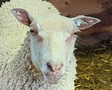 Lark's Fleece White Rooed