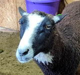 Mimi's Fleece Black Sheared