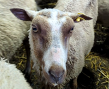 Dina's Fleece Fawn Rooed