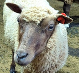 Adrianna's Fleece Moorit Sheared