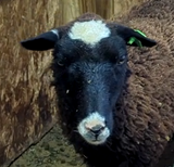 Pumpkin Pie's Fleece Black Rooed