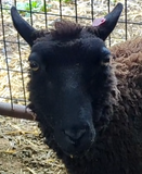 Paulina's Fleece Black Rooed