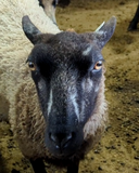Robin's Fleece Grey Rooed