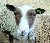 Salome's Fleece Moorit Sheared