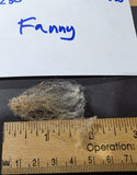 Fanny's Fleece Fawn Sheared 2026