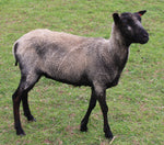 Hermoine's Fleece Grey Sheared 2025